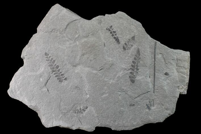 Pennsylvanian Fossil Fern (Neuropteris) Plate - Kentucky #160242